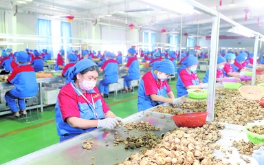 龙头企业 引领现代农业发展的“领跑者”——以资金、技术、设备与理念驱动产业升级